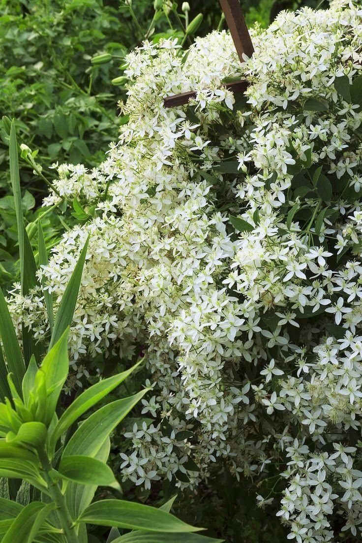 Клематис мелкие белые цветы