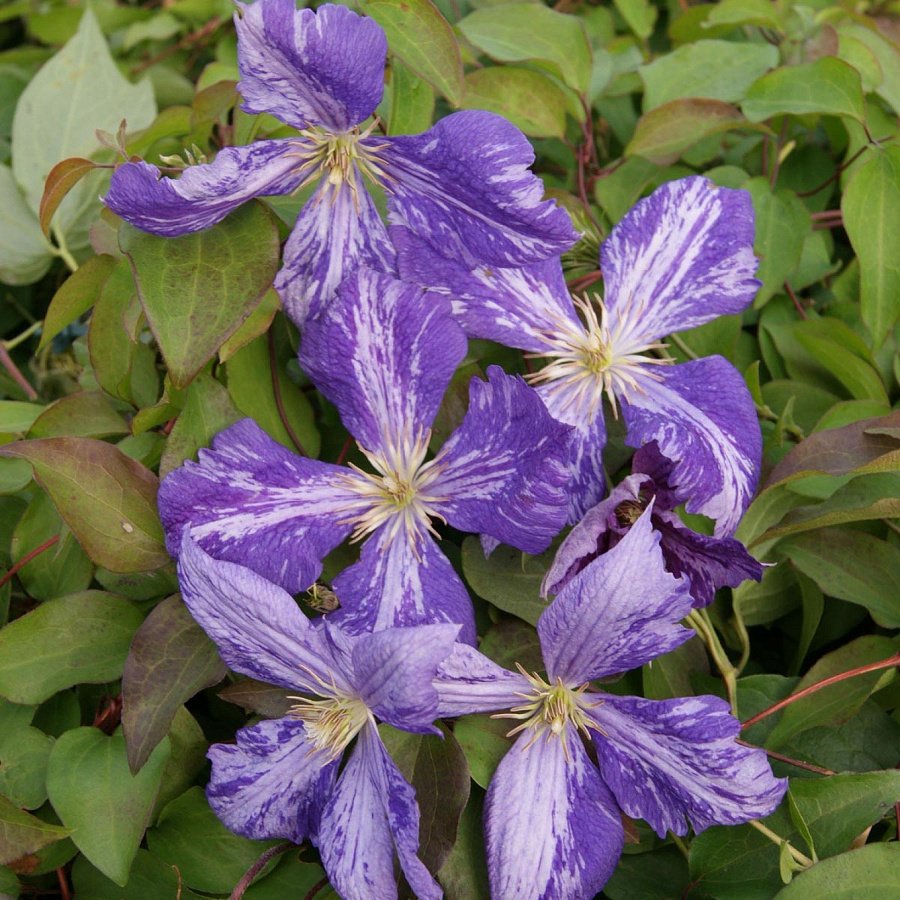 Клематис Clematis 'Tie Dye'