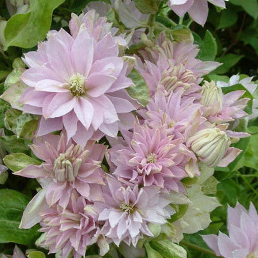 Клематис (Clematis Floral Dance) p9