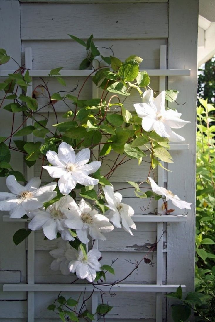 Цветок клематис белый