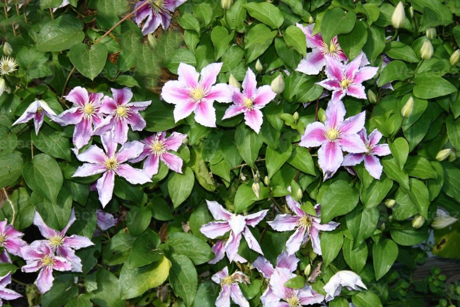 Клематис Бешчады Clematis Bieszczady