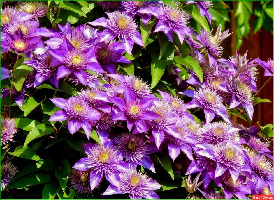 Клематис (Clematis)