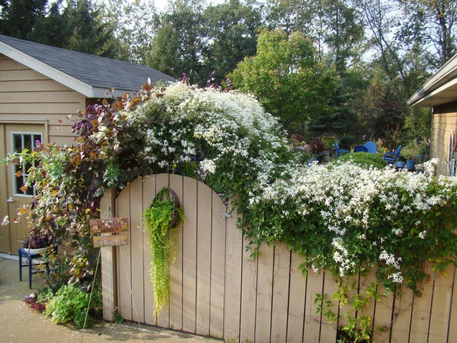 Клематис белый мелкоцветковый в саду