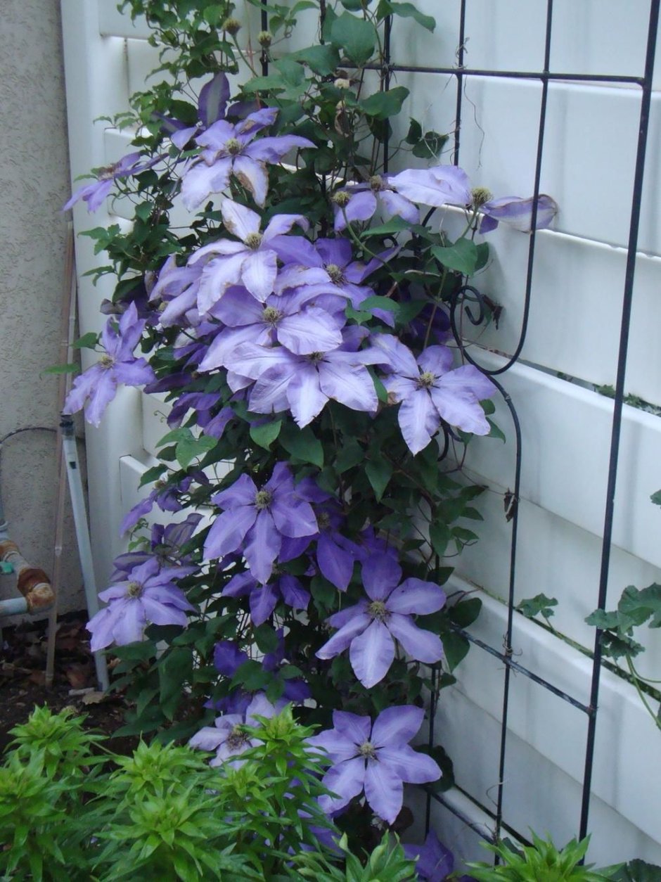 Клематис Clematis Ramona