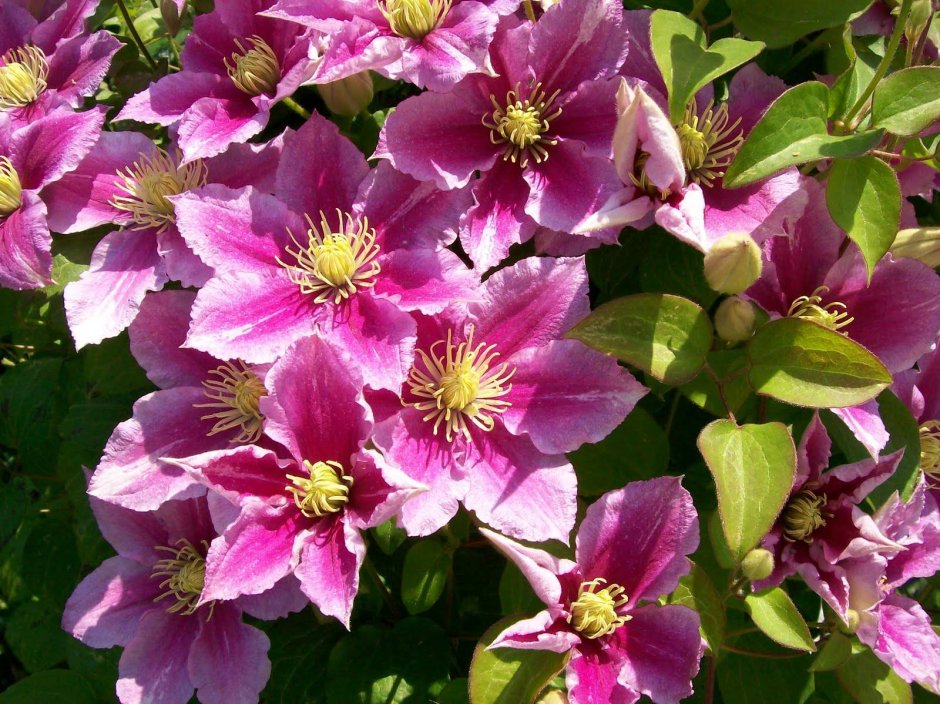 Клематис (Clematis Picotee