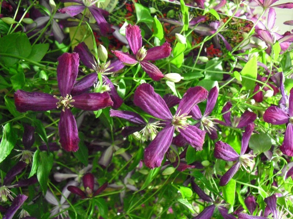 Клематис мелкоцветковый фиолетовый Ломонос