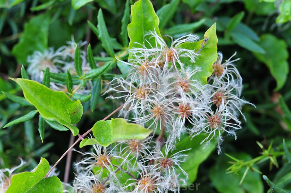 Clematis vitalba Seed