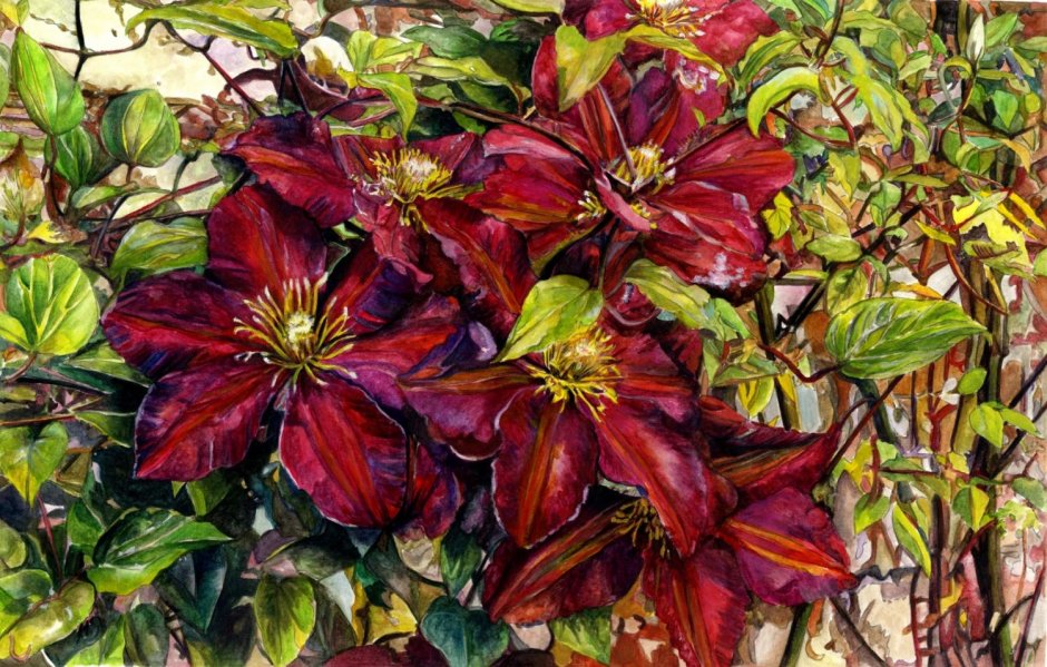 Клематис (Clematis Red passion) p7
