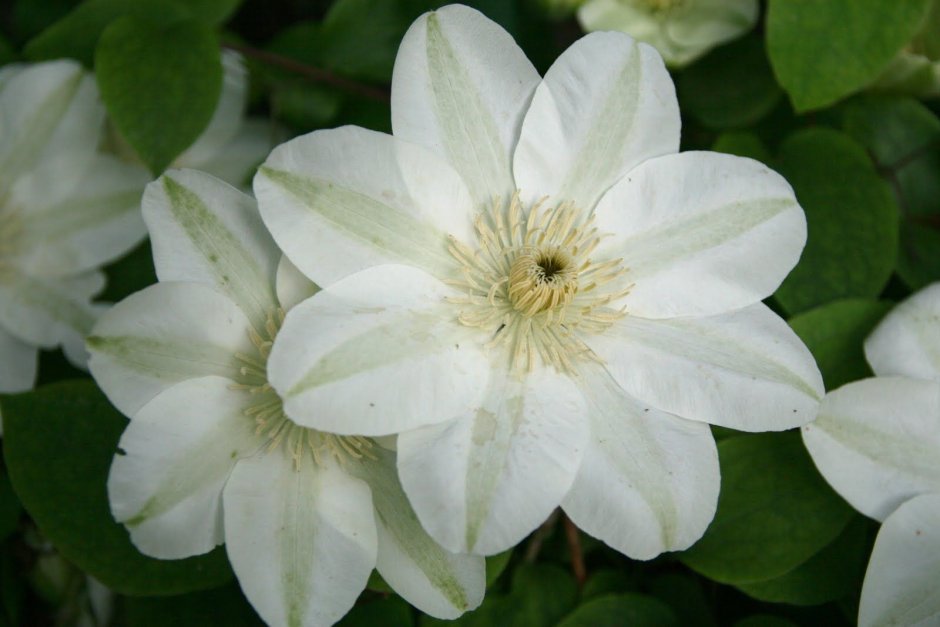 Clematis macr White Swan