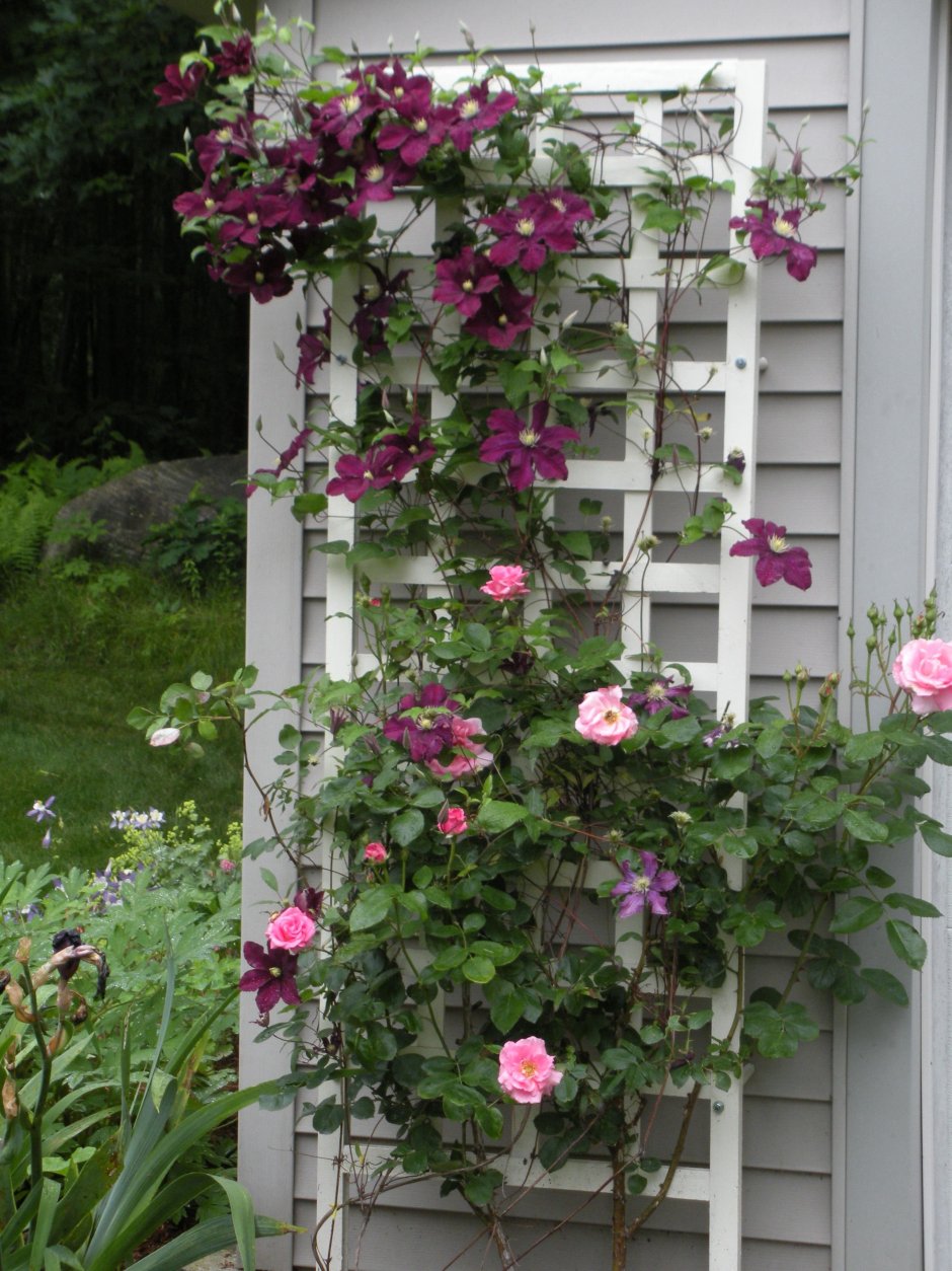 Клематис и плетистая роза соседство