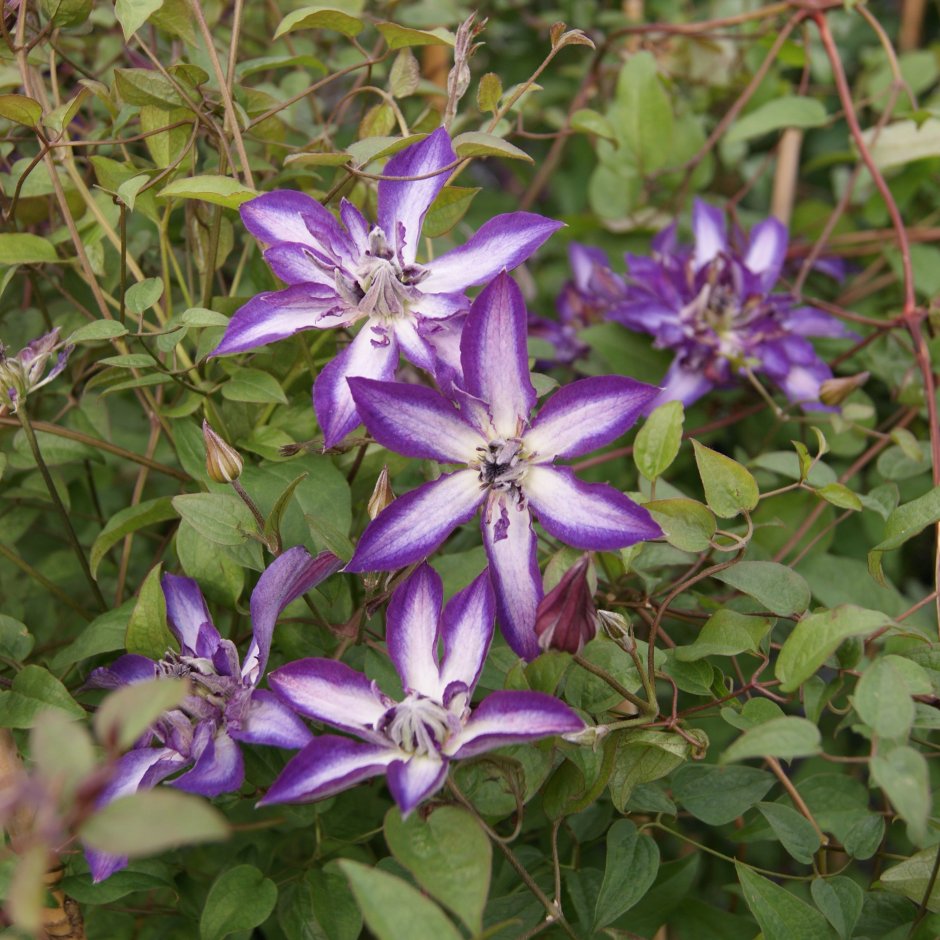 Клематис (Clematis Astra Nova