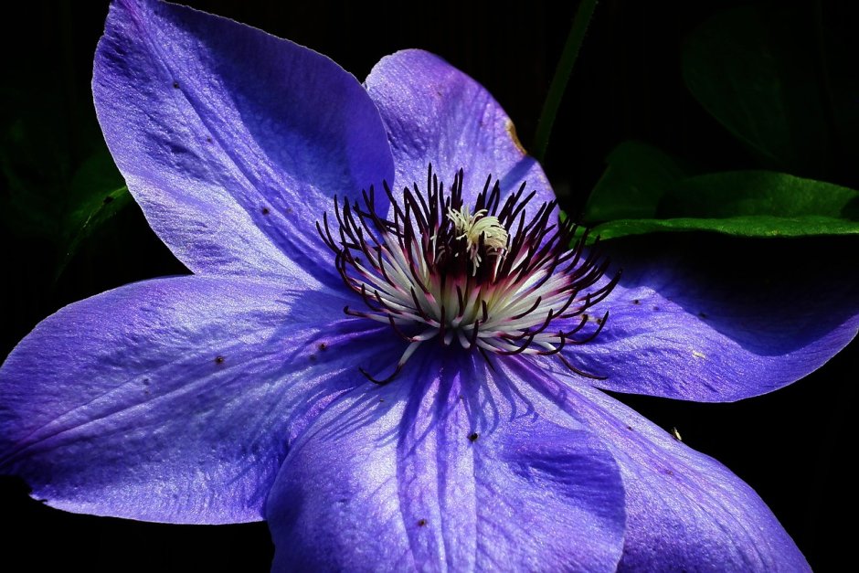 Клематис синие цветы
