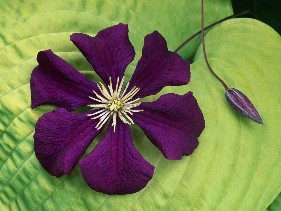Клематис Purple