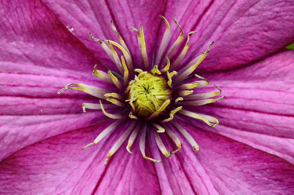 Сиреневый цветок с острыми лепестками