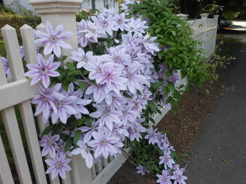 Клематис (Clematis Nelly Moser)