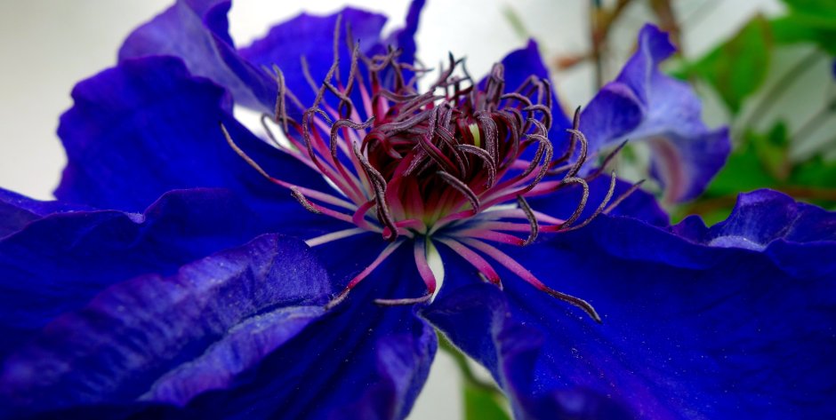 Сине фиолетовый цветок название