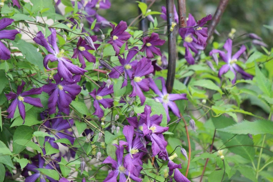 Клематис мелкоцветковый фиолетовый Ломонос