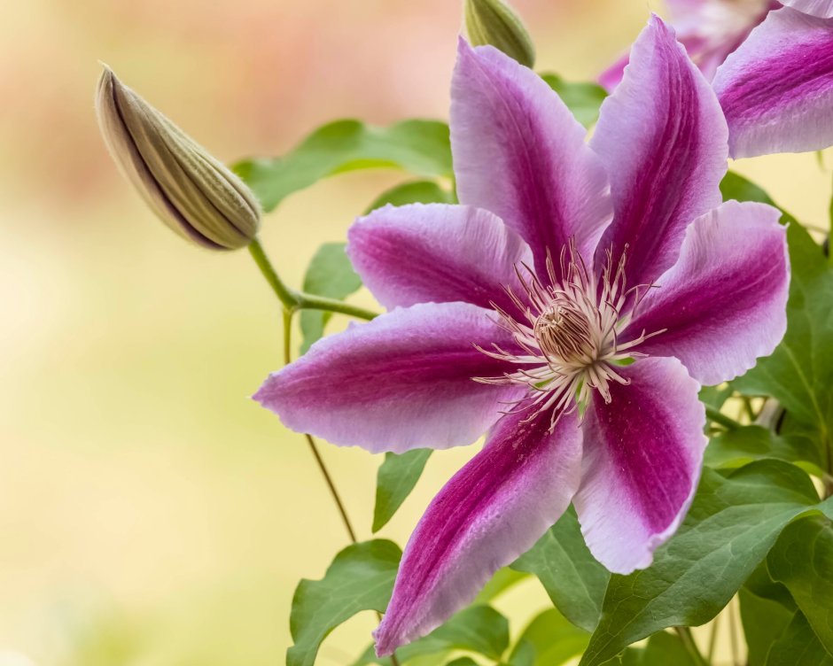 Клематис (Clematis Utopia)