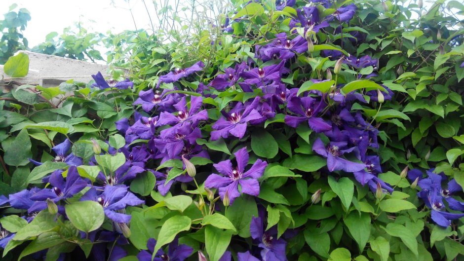 Clematis 'Paola'