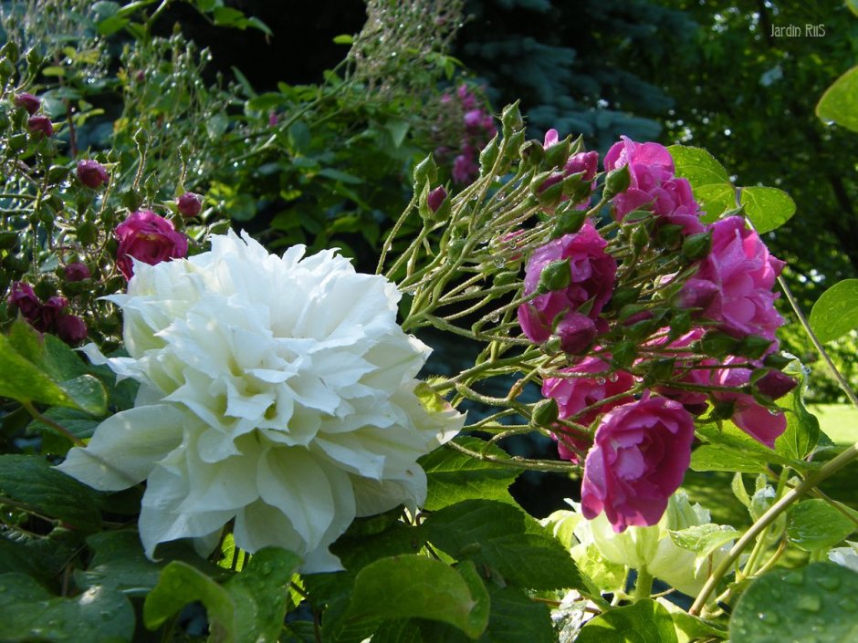 Роза Казанова фото Чеховский сад