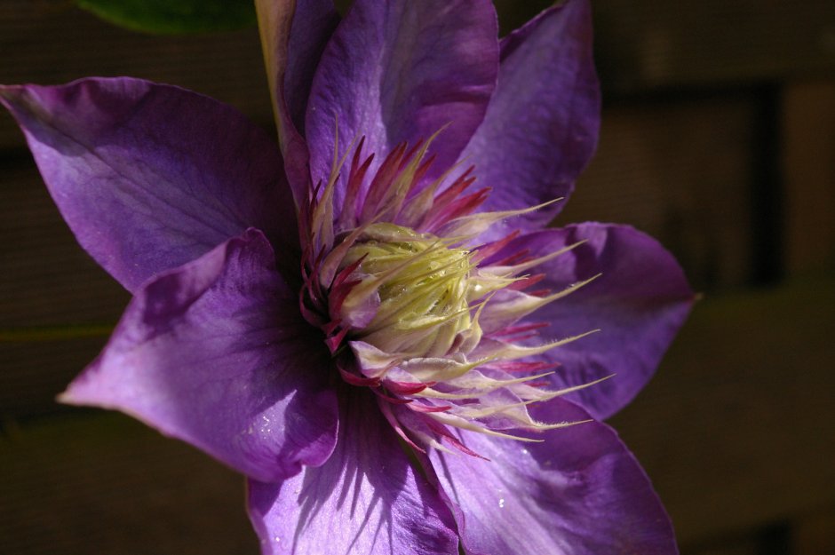Клематис фиолетовый Розалин
