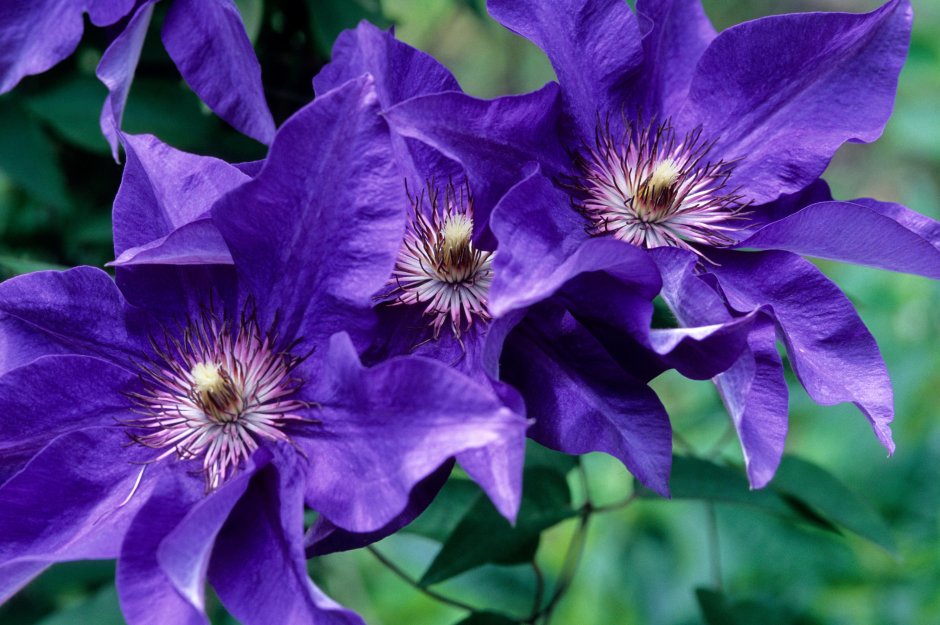 Clematis exciting