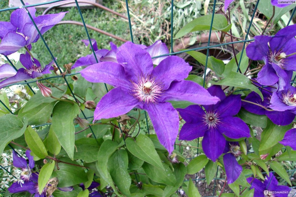 Клематис (Clematis Temptation)