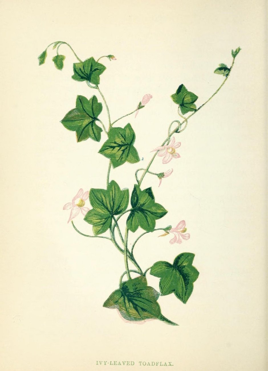 Плющ Ботаническая иллюстрация