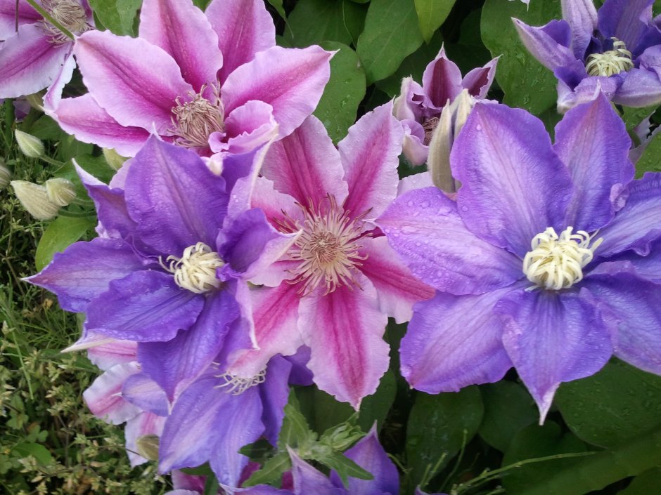 Ломонос виноградолистный Clematis vitalba