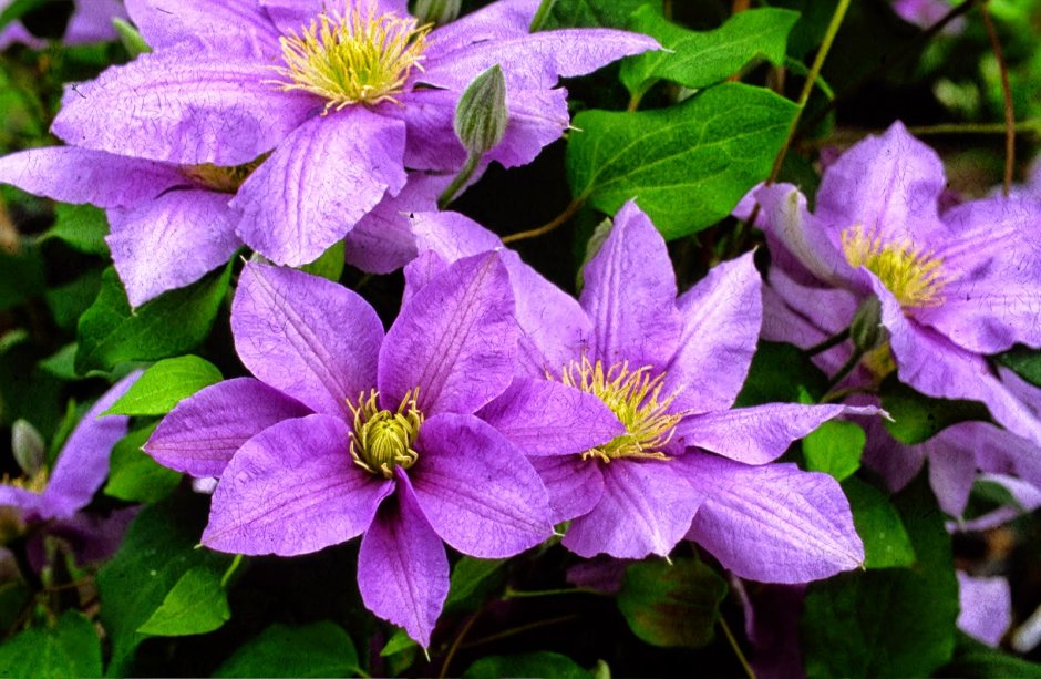 Клематис (Clematis Elodi