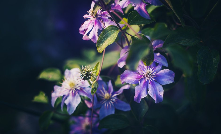 Клематис (Clematis) mandschurica GFR p9