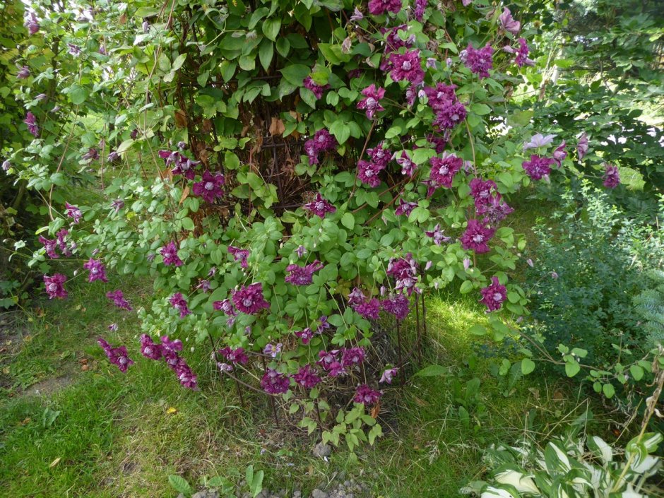 Клематис ботанический пурпуреа плена элеганс