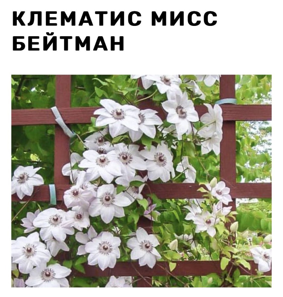 Посадить клематис Мисс Бейтман ЗКС