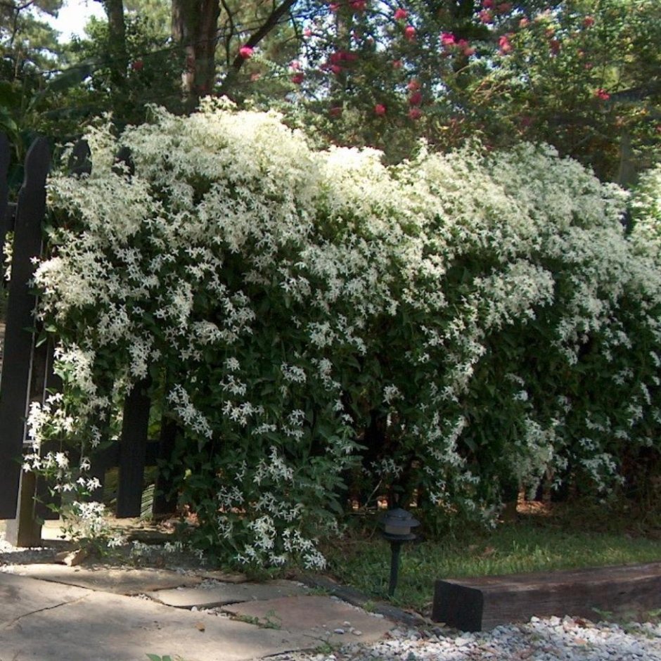 Клематис трёхцветковый Максимовича