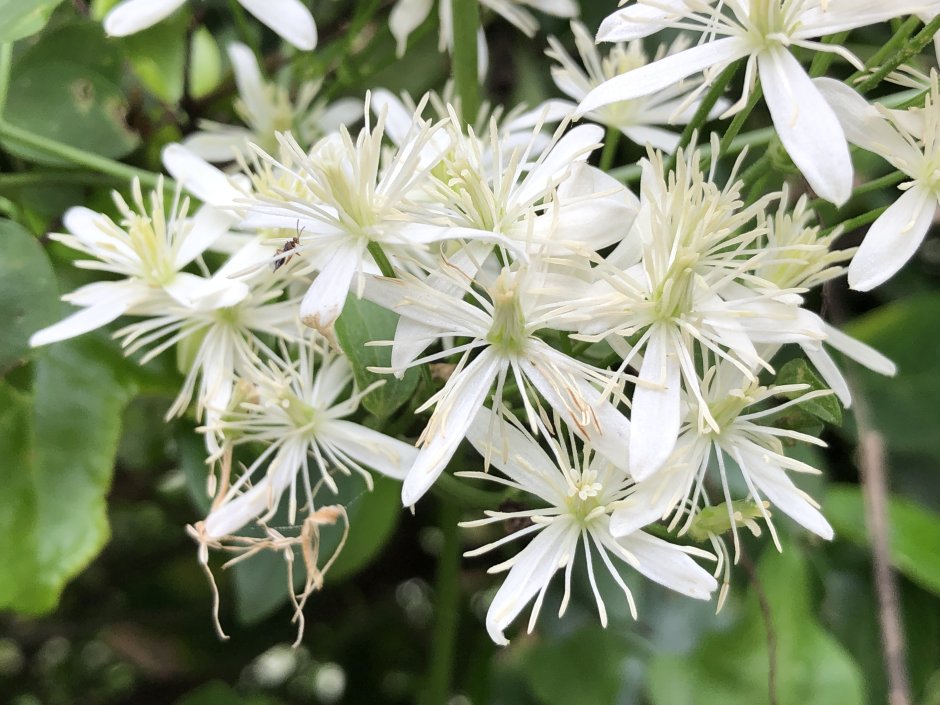 Клематис early Snow terniflora