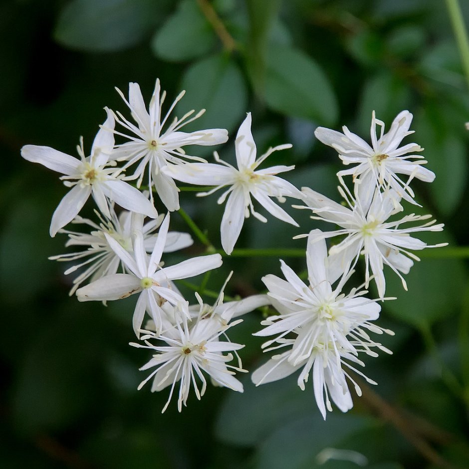 Клематис terniflora