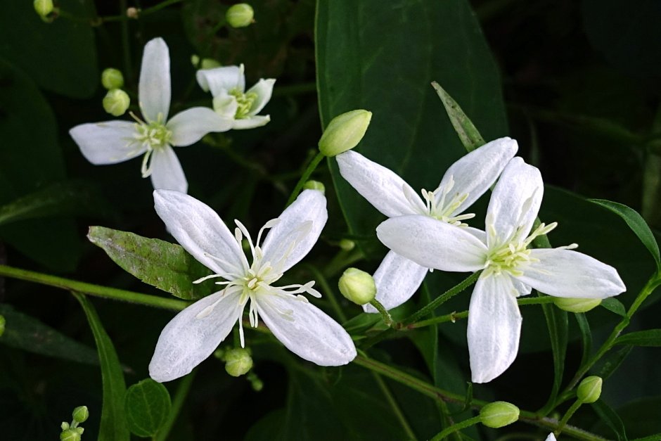 Клематис Clematis terniflora