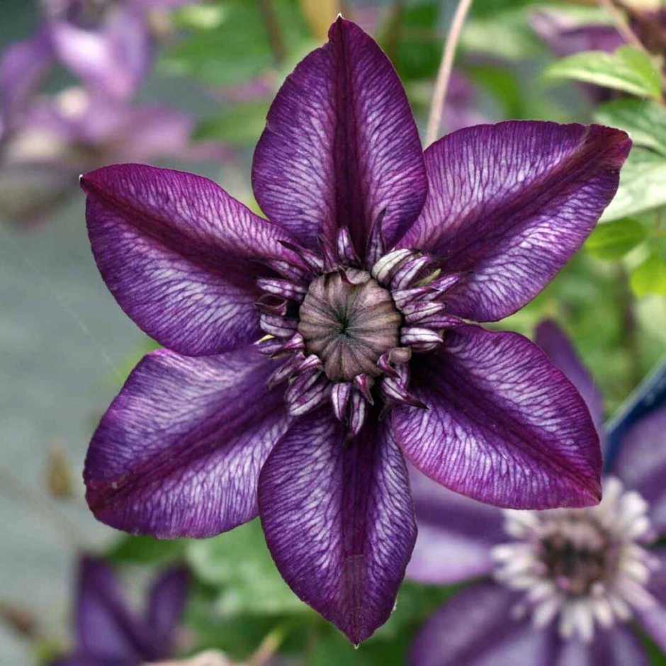 Клематис (Clematis Cassis