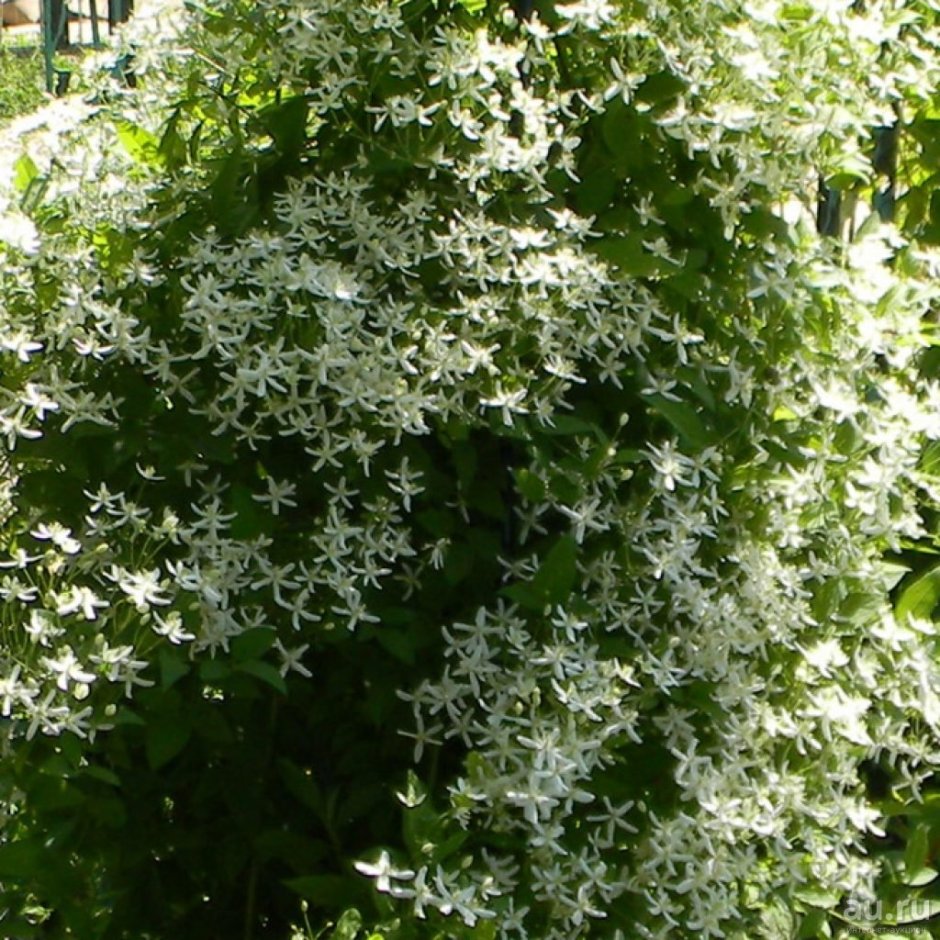 Клематис жгучий мелкоцветковый белый
