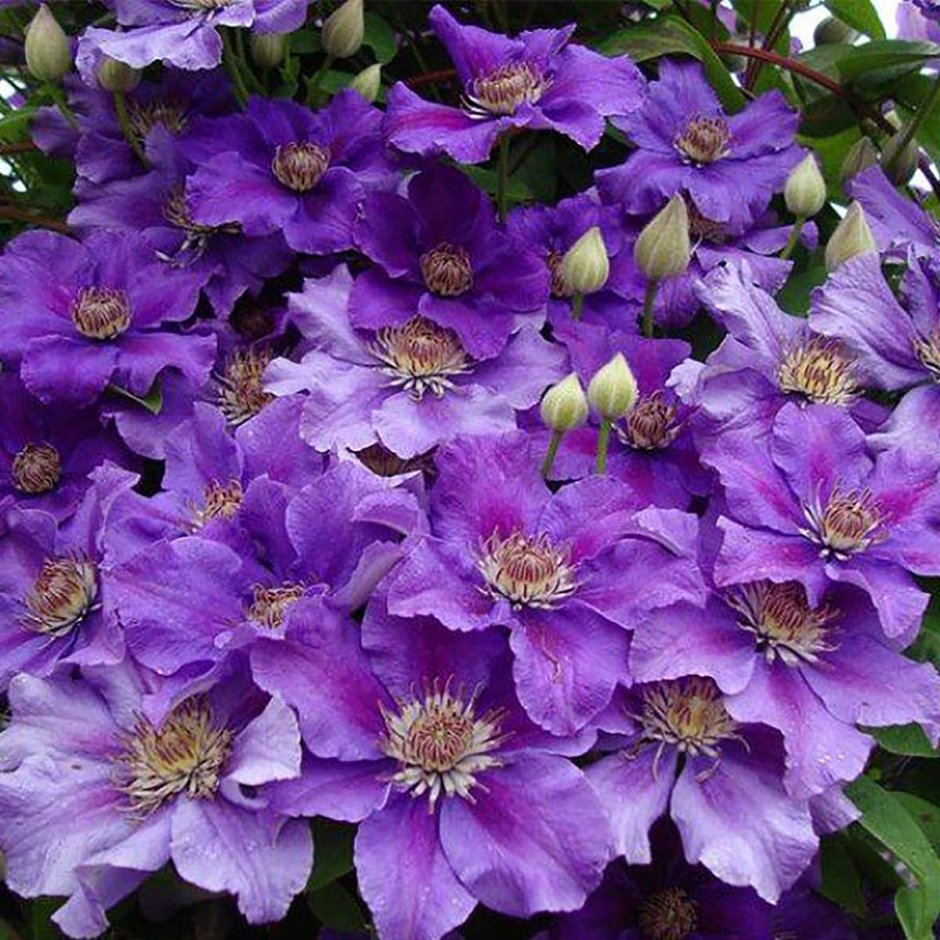 Клематис ашва Clematis Ashva