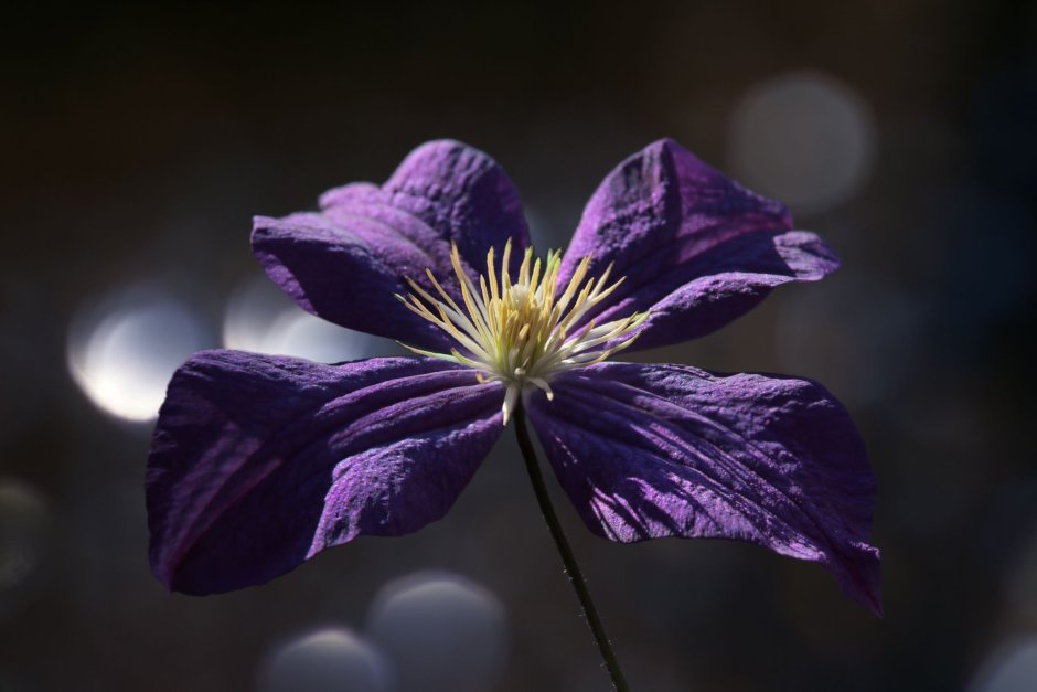 Клематис (Clematis akoensis) p9