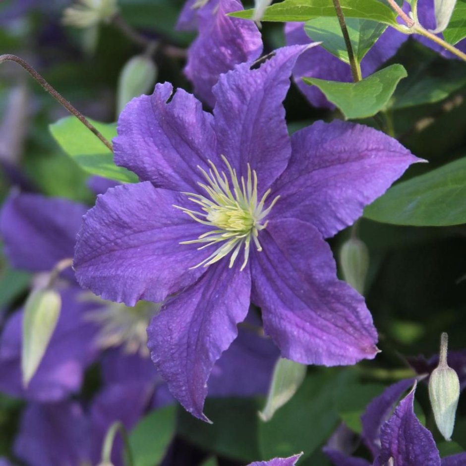 Клематис Clematis Ramona