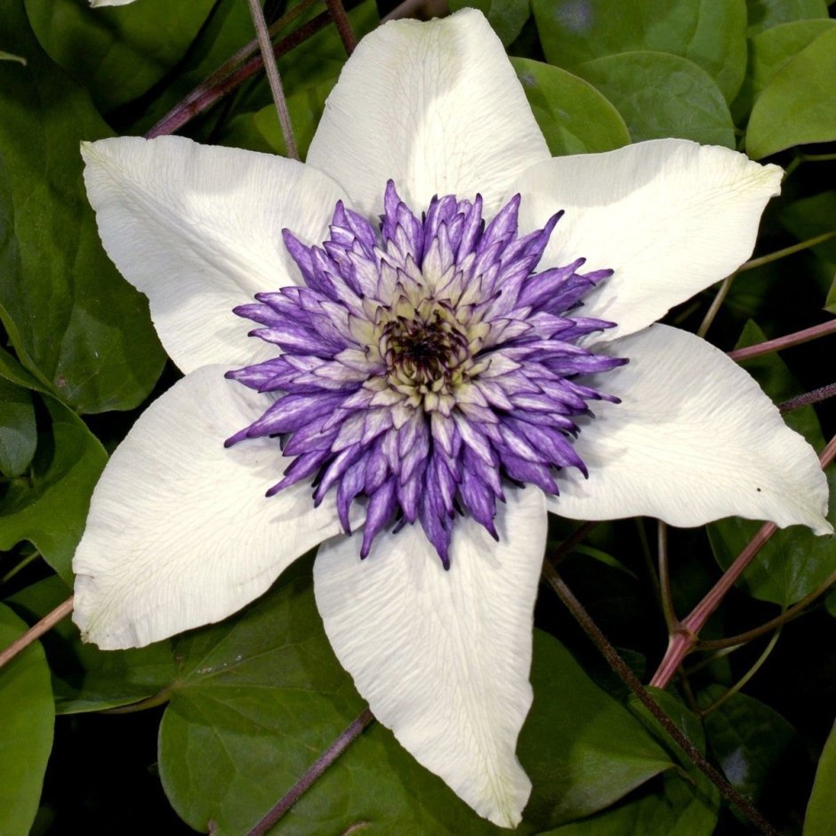 Клематис (Clematis Mazury Crater Lake)