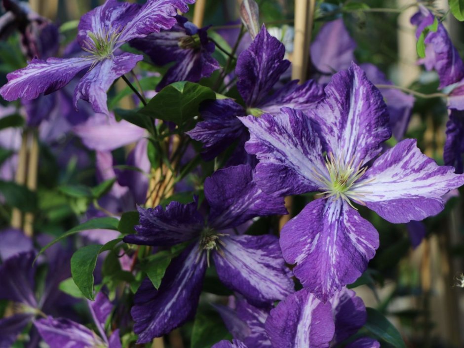 Клематис Clematis 'Tie Dye'