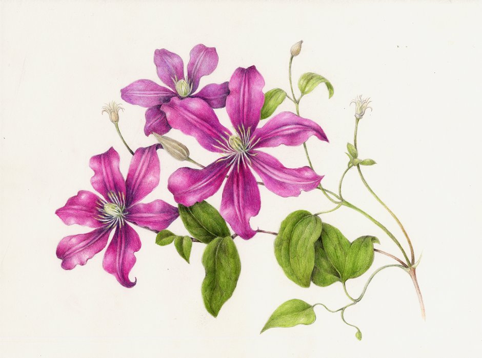 Клематис цветок Ботаническая иллюстрация
