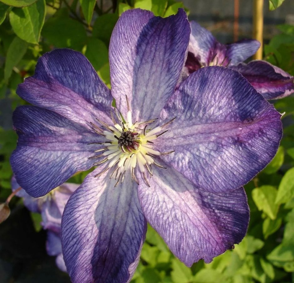 Клематис Веноза Виолацеа (venosa violacea)