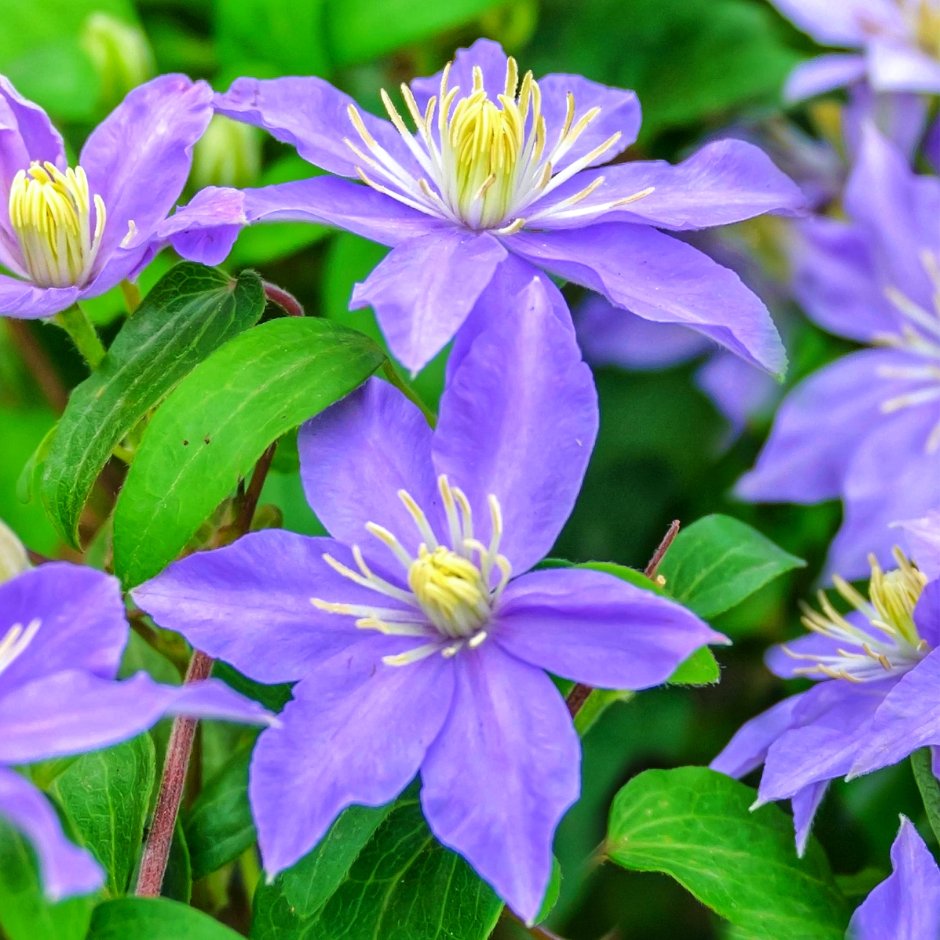 Клематис так много лавандовых цветов 'Somany Lavender Flowers'