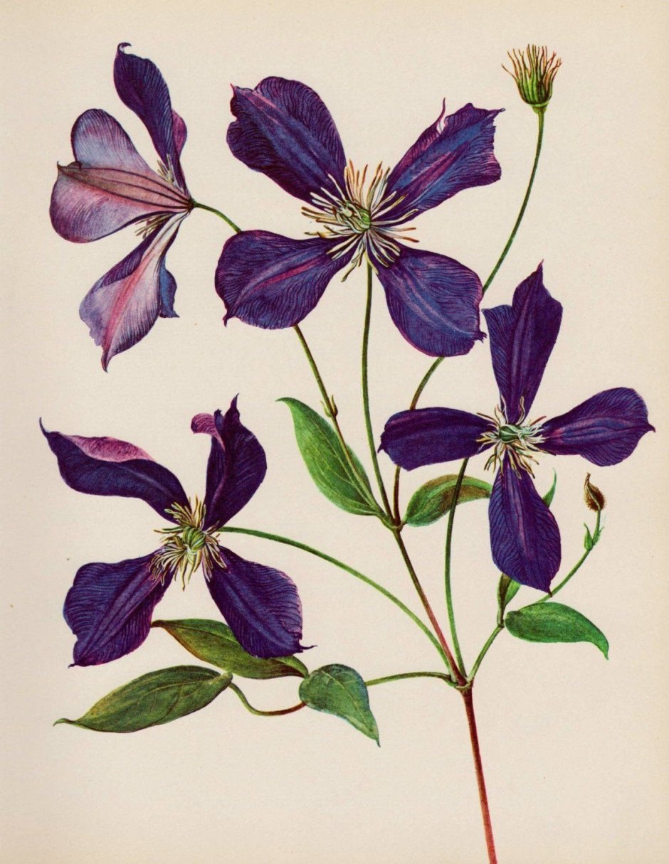 Ломонос Ботаническая иллюстрация