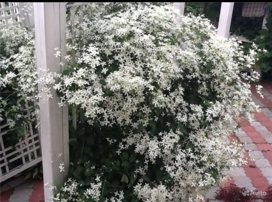 Клематисы белые мелкоцветковые