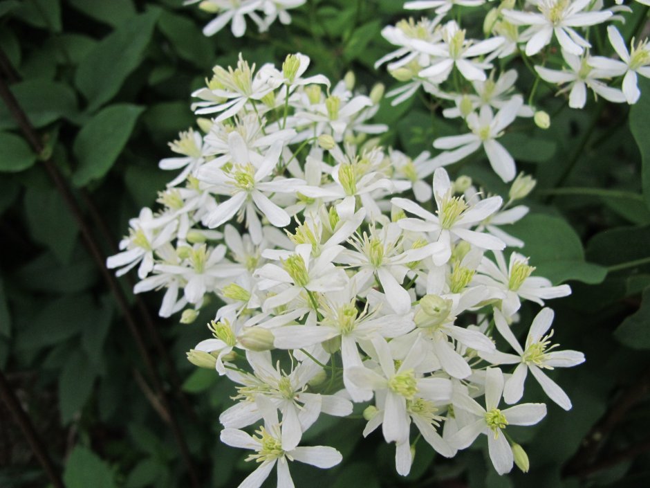 Клематис белый мелкоцветковый